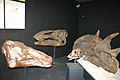 Cabezas fósiles de dinosaurios cabeza de pato y un Ceratópsido.