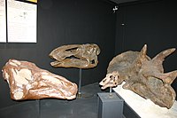 Muzeo de la Rokmontaro-Dinosaŭro Heads.JPG