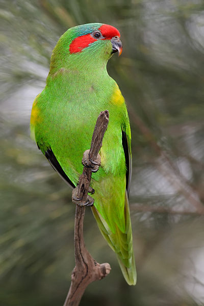 File:Musk Lorikeet jul08.jpg