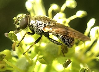 <i>Myolepta strigilata</i> Species of fly