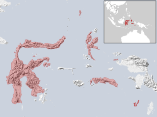 Maluku myotis Species of bat