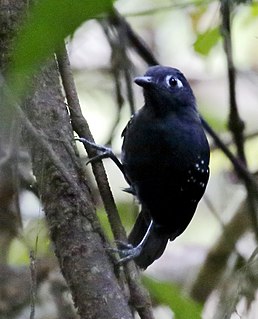 <span class="mw-page-title-main">Plumbeous antbird</span> Species of bird