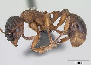 <i>Myrmica schencki</i> species of insect