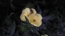 Fil: Evening Primrose med Falter.webm