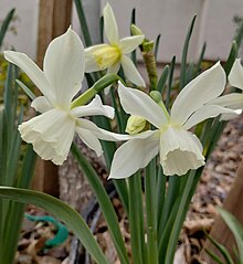 Narcissus 'Thalia' 20230320.jpg