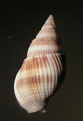 Nassarius vinctus