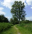 Nationaal Park Weerribben-Wieden.Locatie Weerrbben Berk aan voetpad