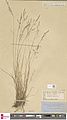 Naturalis Biodiversity Center - L.1234399 - Colpodium wrightii Scribn. and Merr. - Gramineae - Plant type specimen.jpeg