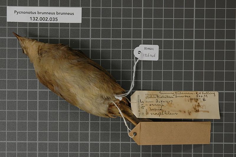 File:Naturalis Biodiversity Center - RMNH.AVES.126146 2 - Pycnonotus brunneus brunneus Blyth, 1845 - Pycnonotidae - bird skin specimen.jpeg