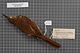 Naturalis Biodiversity Center - RMNH.AVES.128765 1 - Toxostoma guttatum (Ridgway, 1885) - Mimidae - bird skin specimen.jpeg