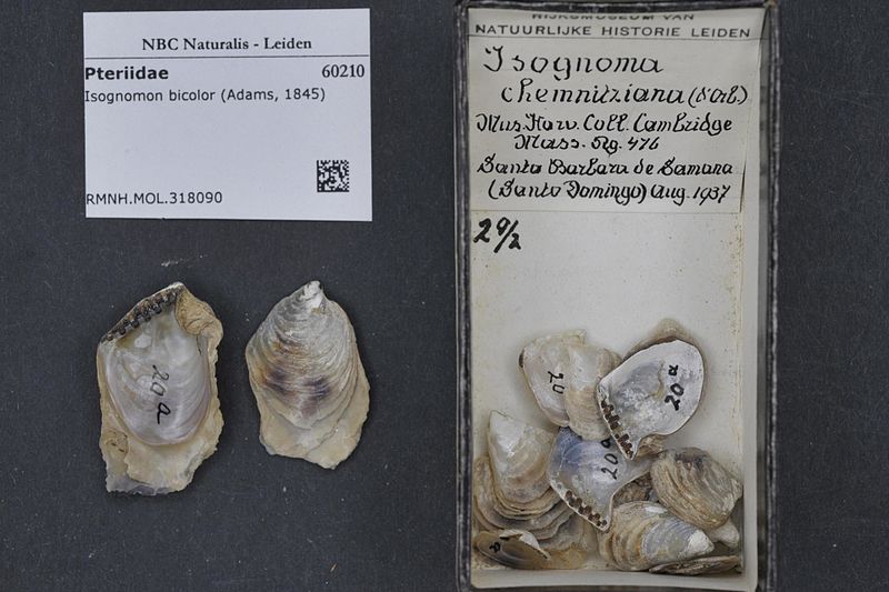 File:Naturalis Biodiversity Center - RMNH.MOL.318090 - Isognomon bicolor (Adams, 1845) - Pteriidae - Mollusc shell.jpeg