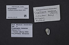 Naturalis Biodiversity Center - ZMA.MOLL.361129 - Cryptospira immersa (Reeve, 1865) - Marginellidae - Mollusc shell.jpeg