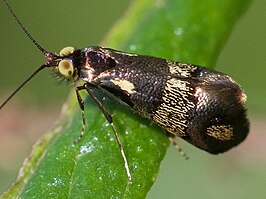 Nemophora topazias