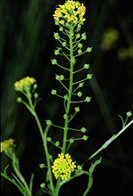 Miniatura para Neslia paniculata