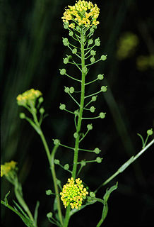 <i>Neslia</i> Genus of flowering plants