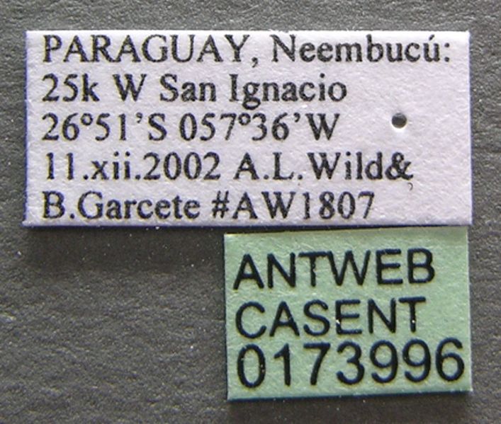 File:Nesomyrmex spininodis casent0173996 label 1.jpg