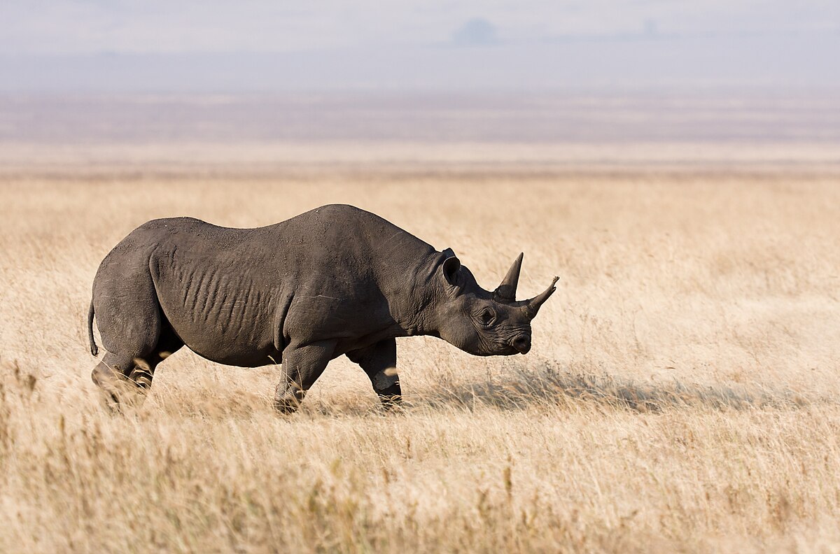 View - 	Loài tê giác hiếm nhất thế giới, sừng dài tới 1,5 mét