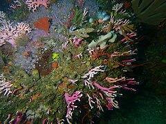 Noble corals