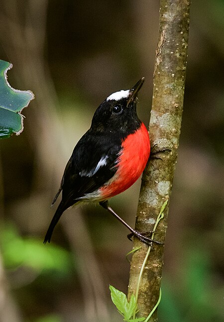 Tập_tin:Norfolk_Robin_(Petroica_multicolor)_in_the_Norfolk_Island.jpg