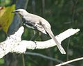 Northern Mocking Bird