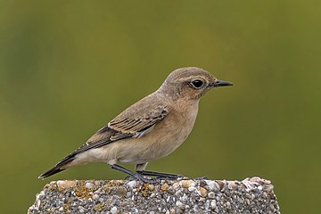 Northern wheatear Oenanthe oenanthe ♀