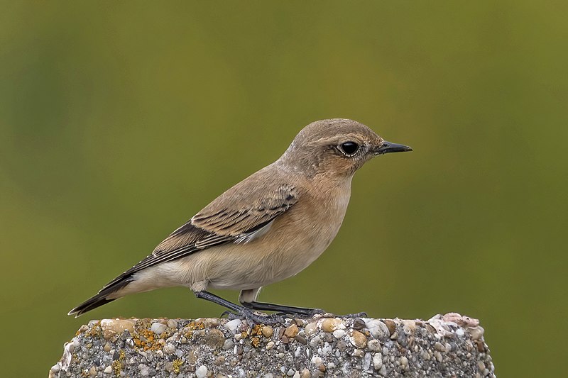 File:Northern wheatear (Oenanthe oenanthe) female.jpg