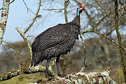 Numida meleagris -Serengeti National Park, Tanzania-8 (1)