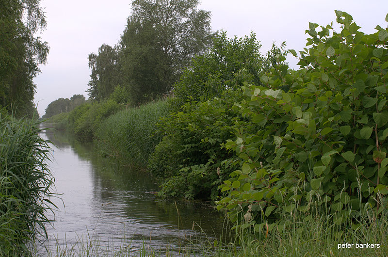 File:OUDE PEELSTRAAT HOGE BRUG HELENAVEEN DEURNE NL Japanse Duizendknoop Fallopia Japonica 130702.jpg