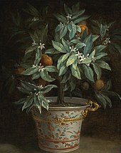 Orange (fruit) - Wikipedia