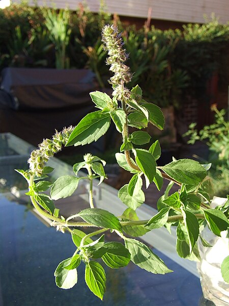 File:Ocimum basilicum flower 01.jpg