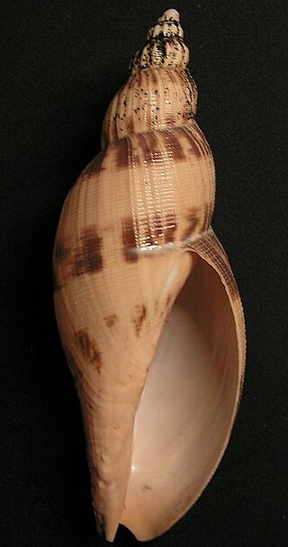 <i>Odontocymbiola simulatrix</i> Species of gastropod