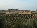 Olivar en Granada