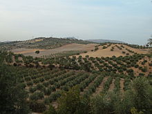 Olives in the province of Granada. Olivar en Granada.jpg