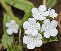 2016年4月27日 (水) 11:46時点における版のサムネイル