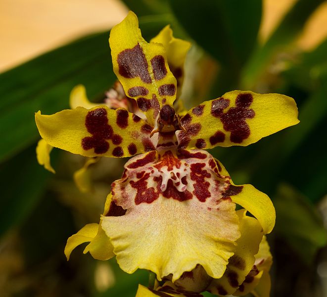 File:Oncidium sphacelatum (42116).jpg