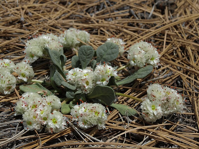 File:Oneseed pussypaws, Calyptridium paniculatum (35394799342).jpg