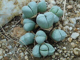 <i>Oophytum</i> Genus of succulents