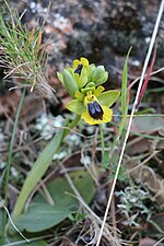 Ophrys lutea (Ophrys jaune, garrigue Lunel Nord)