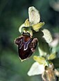 Ophrys sphegodes Germany - Mosbach