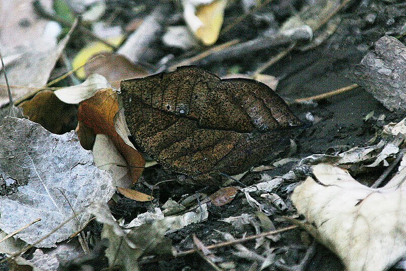 File:Orange oak leaf bottom.JPG