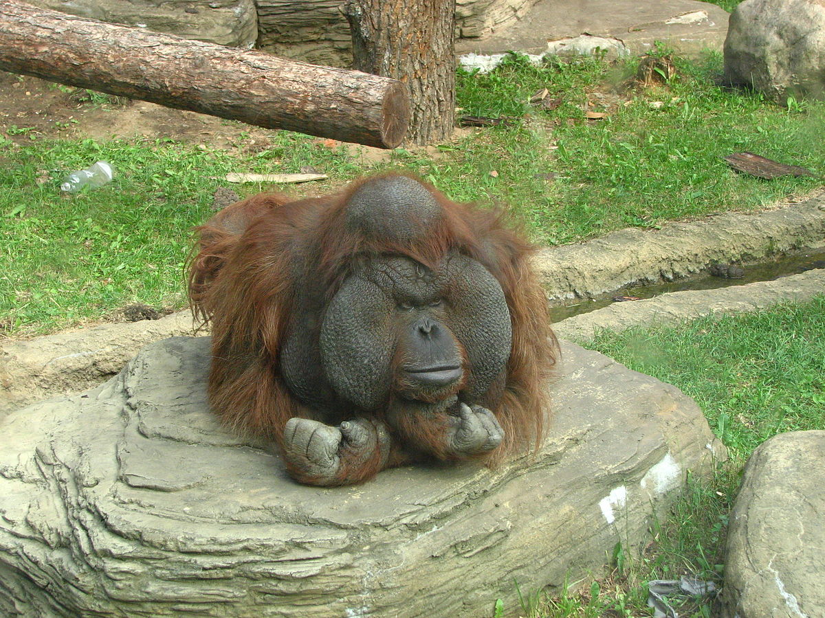  Bornean  orangutan  Wikipedia