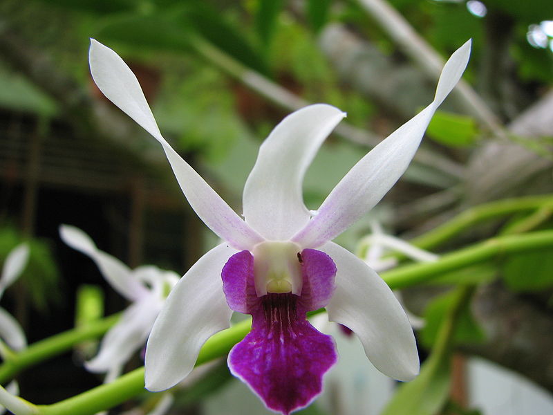 File:Orchid (1499460227).jpg