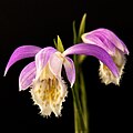 Pleione formosana