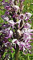 Orchis simia Germany - Kaiserstuhl