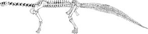 John A. Ryder's skeletal reconstruction of C. supremus, the earliest skeletal reconstruction of a sauropod OsbornMook1921-plate-LXXXII-ryder-camarasaurus.jpg