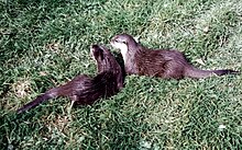 Otters at Exmoor Zoo Otters in Exmoor zoo.jpg