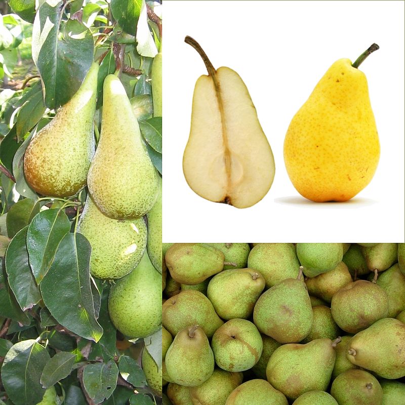 Poire (fruits)