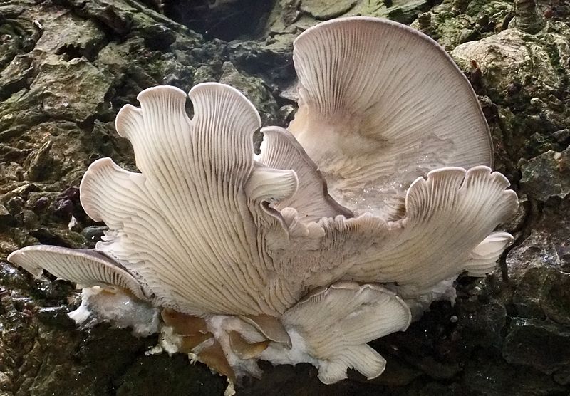 File:Oyster Mushroom (Pleurotus ostreatus) (16268204621).jpg