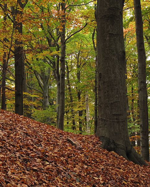 File:Přírodní rezervace Malý Blaník, bučina (001).JPG