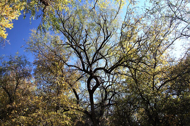 File:PATAGONIA LAKE STATE PARK, east end, sonoita creek (11-28-11) -05 (6443504979).jpg